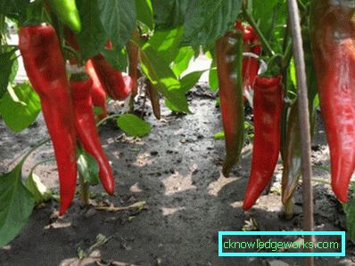 352-kasvava paprika kotona