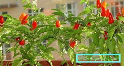352-kasvava paprika kotona