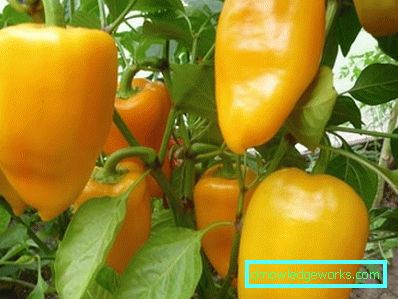 352-kasvava paprika kotona