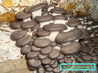 282-kasvavat osterien sienet