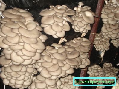 282-kasvavat osterien sienet